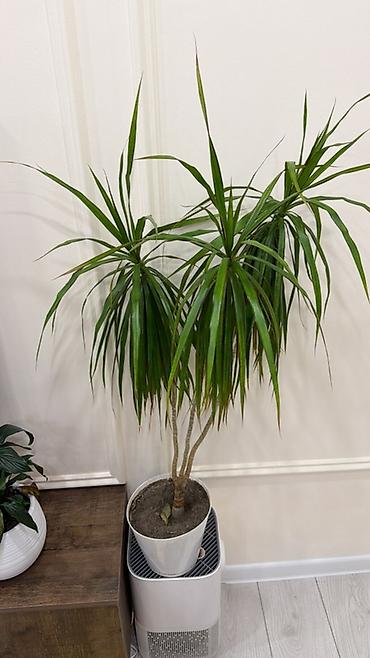 Драцены и Сансевиерии: Драцена (Dracaena marginata) в горшке - Эффектное комнатное растение — 1