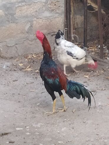 Cücələr: Xoruz, Heyratı, il: 1