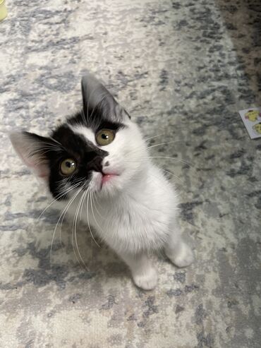 Коты: Продам котенка 2,5 месяца Мама ангора Приручена к лотку Чистая