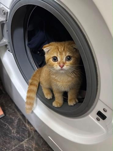 скотишь фолд: Скотиш Фолд (Шотландская вислоухая), 3 месяца, Мальчик — 3