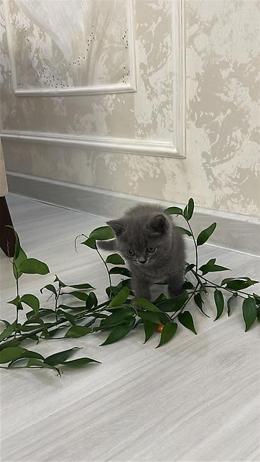 Кошки: Шотландская, Самец — 1