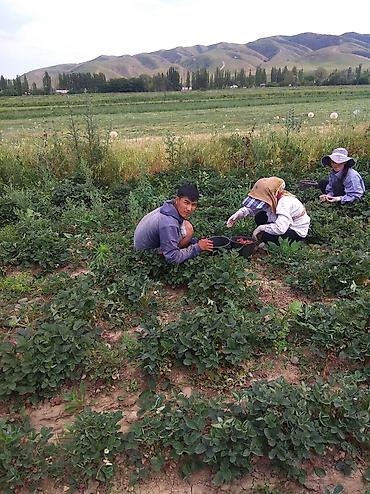 Другие специальности: Ищу рабочих на поле можно семейный.Работа на поле разно рабочий оплата — 7