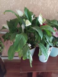 официантка дордой: Ашканага срочна требуетца повар универсал аял киши без вредных lalafo.kg да официантка дордой: Ашканага срочна требуетца повар универсал аял киши без вредных