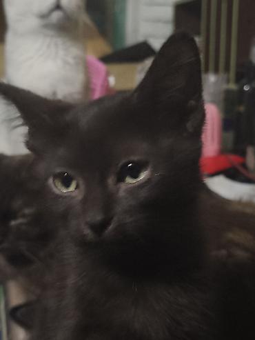 аббисинская кошка: 3 месяца, Мальчик, Метис — 1