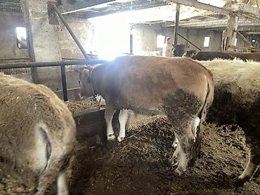 Коровы, быки: Продаю | Тёлка | На откорм | Отела не было, Привязанные — 6