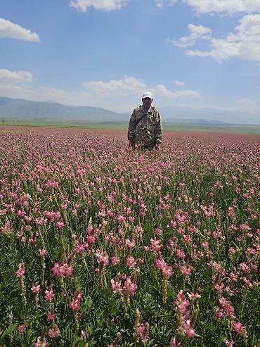 Корма для с/х животных: Силос, буудай, беде спарцет арпа урук та бар сатылат. Сапаты жакшы — 5