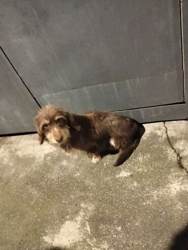 barter itler: Kiçik ölçülü it – uzun tüklü, qəhvəyi rəngdə - Növ: kiçik ölçülü ev
