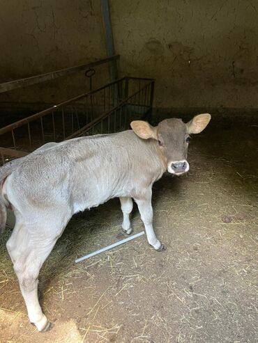 продаю музоо торпок корова самка бык самец айрширская ангус алатауская на забой для разведения на откорм племенные нетель привязанные: Продаю | Музоо, торпок | Полукровка, Швицкая | Для разведения, Для молока