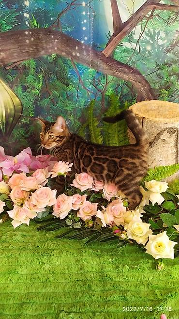 Мышыктар: Красивейшие бенгальские котята. большие четкие розетки .контрастный — 2