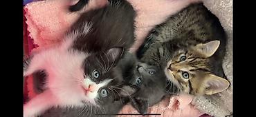 кошки бишкек купить: Котята домашние, помёт из трёх малышей: - Полосатый тигровый котёнок с — 1