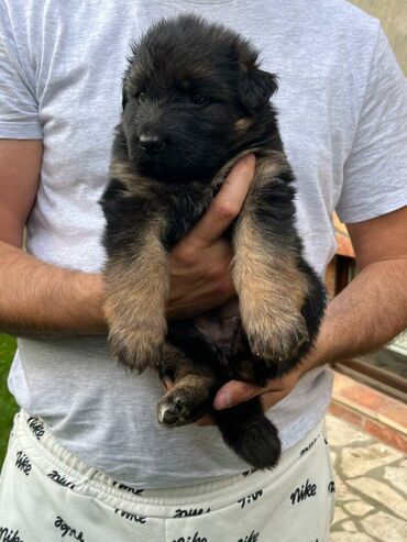 Psi: Prodajem žensko stene dugodlako starosti 4.5 meseca. Majka Donna od na lalafo.rs — 6 Psi: Prodajem žensko stene dugodlako starosti 4.5 meseca. Majka Donna od — 6