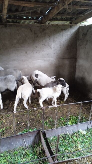 Бараны, овцы: Продаю | Ягненок, Баран (самец) | Романовская