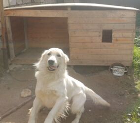 породистые собаки в добрые руки баку: С прививками