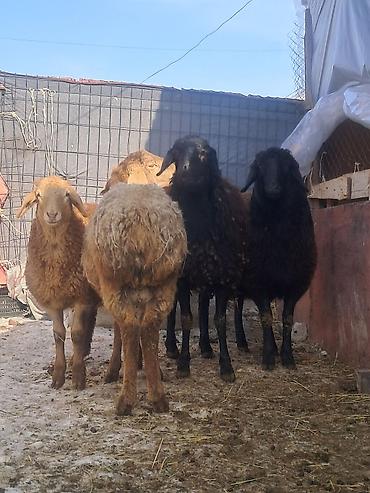 Баран, овца: Продаю | Овца (самка) | Для разведения | Матка — 2