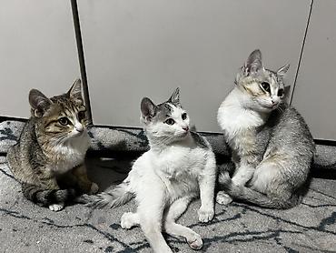Кошка даром: Беспородная, 4 месяца, Девочка, Приучена к лотку, Проглистована