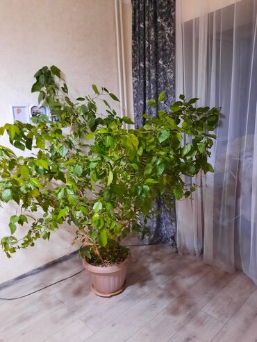 розы для ванной: Китайская роза 19 лет росла, высота больше 2 метра большая