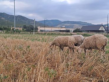 Digər heyvanlar: 5 baş balalı qoyun53 baş quzu quzuların çoxu erkəkdir .Topdan — 9