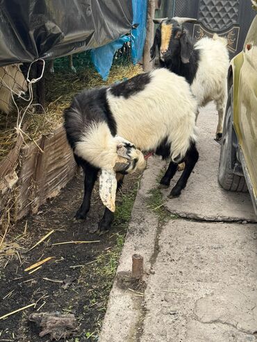 Козы, козлы: Продаю | Козёл (самец) | Битал | Для разведения — 7
