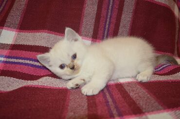 Кошки: Золотая шиншилла, Самец, Самка