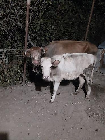 Inəklər, öküzlər: Inək və buzov satılır balasi 5 aylıq dişi danadı inək 2 ayliq boğazdı — 1