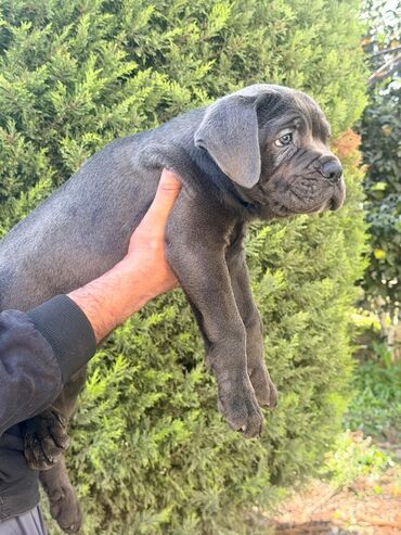 İtlər: Kane-Korso, 2 ay — 16