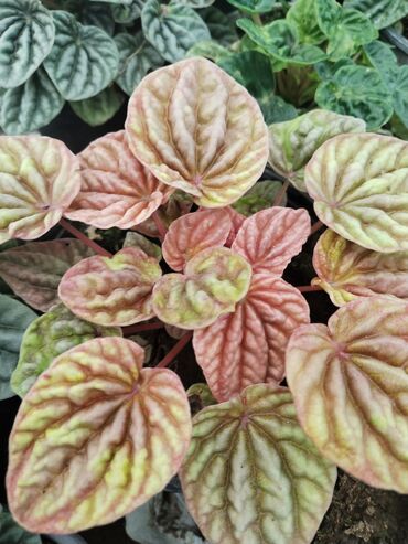 Otaq bitkiləri: Otaq bitkiləri – Fikus elastika kolleksiyası və digər dekorativ növlər — 28