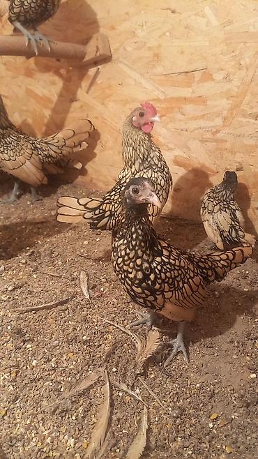 Куры, петухи: Продаю | Куры | Для разведения — 6