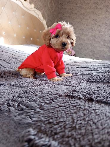 İtlər: Pudel, 2 ay, Dişi — 8