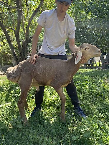 арашае: Продаю | Баран (самец) | Арашан | Племенные — 6