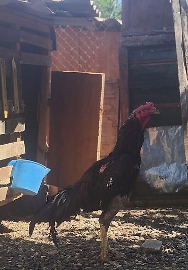 cucə və xoruz təmsil: Yaponbrazil alan uduzmaz! — 1