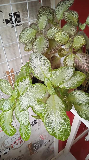 Otaq bitkiləri: Сциндапсус N-Joy — 4