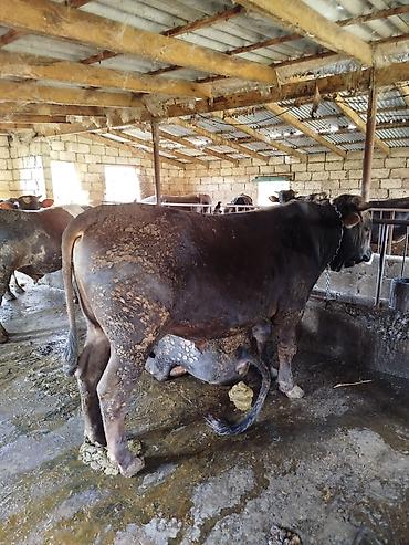 ordek yumurtası satışı: Uzun zamandır Arpa yemi və kəpəklə qulluq olunur, çəki verən mallardır — 8