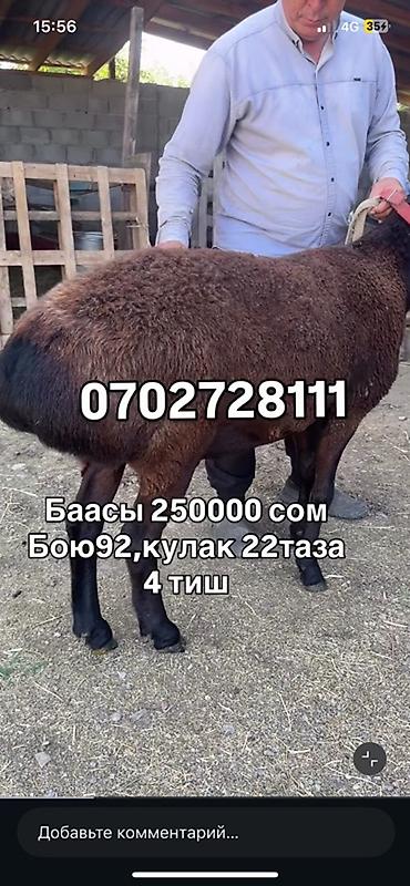 обмен на жеребец: Продаю | Овца (самка) | Для разведения | Племенные — 3
