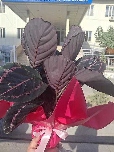 фиалки купить: Калатея (вероятно сорт с тёмной листвой, типа Calathea roseopicta) — 1