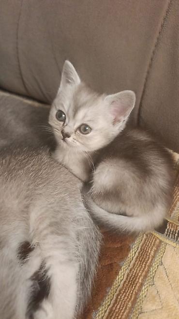 Pişiklər: Şotland — 10