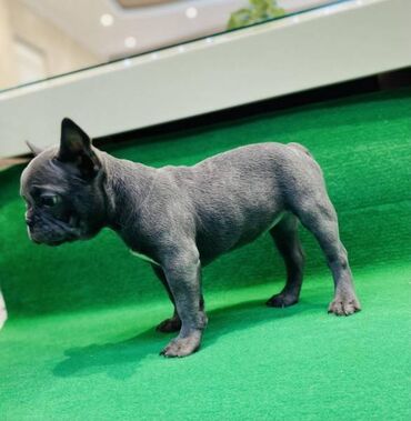 Psi: Zensko stene francuskog buldoga egzotične plave boje bez tigrine na lalafo.rs — 5 Psi: Zensko stene francuskog buldoga egzotične plave boje bez tigrine — 5