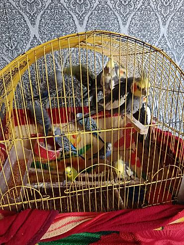 dalmatin satilir: Növ: Dalmatin və boz rəng çalarlı nimfa (cockatiel) papağanları və — 5