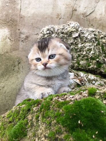 heyvanlar pişik: Şinşilla, Dişi, Yaxşı əllərə, Ünvandan götürmə, Ödənişli çatdırılma