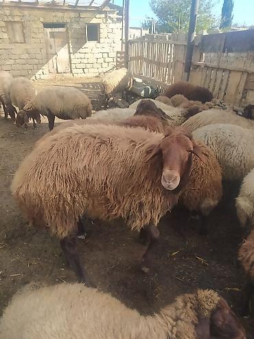 Рогатый скот: Самец, Qala, лет: 2, 90 кг, Для мяса, Самовывоз — 7