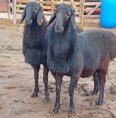 Баран, овца: Продаю | Ягненок, Баран (самец) | Для разведения | Племенные, Осеменитель — 4