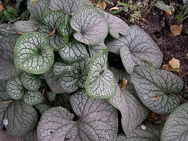 Другие садовые цветы и кустарники: Садовые растения - кустарники ( вейгела пестролистная, рябинник — 6