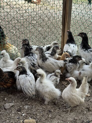 купить кролик декоративный: Продам декоративных кур