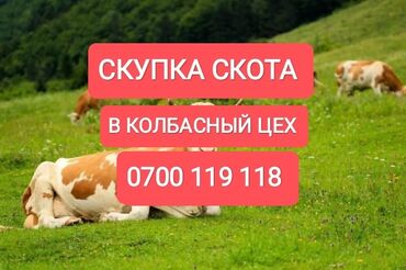 инкубатор продаю: Куплю | Коровы, быки, Лошади, кони, Другие с/х животные | Круглосуточно, Любое состояние, Забитый