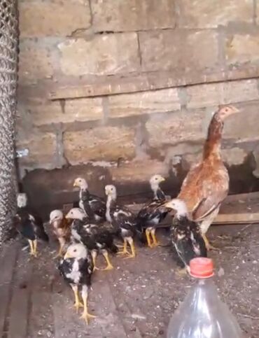 qaşqaldaq quşu: Heyrati cuceler, 2,5 ayliq