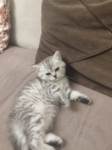 Pişiklər: Britan -da lalafo.az — 15 Pişiklər: Britan — 15