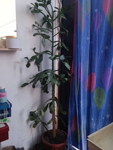 пишпек рабочий городок: Бир метрден узун