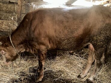 Inəklər, öküzlər: Erkək, il: 1, 100120 kq, Damazlıq, Ətlik, Ünvandan götürmə — 17