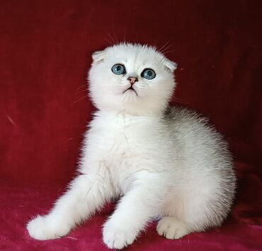Коты: Продается шотландский котенок Скоттиш Фолд 💕 Девочка Окрас
