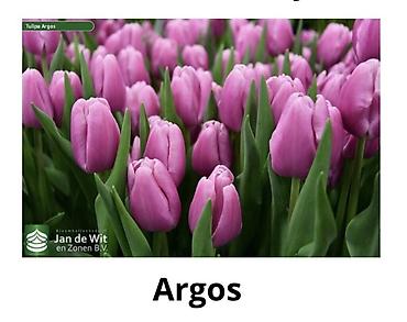 Букеты из живых цветов: Тюльпаны От 130сом за шт Чем больше шт тем больше скидка at lalafo.kg — 3 Букеты из живых цветов: Тюльпаны От 130сом за шт Чем больше шт тем больше скидка — 3