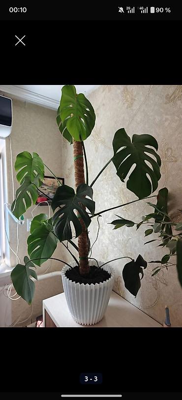 яблоко в карамели: Монстера делициоза (Monstera deliciosa) в крупном кашпо - Высокое — 3